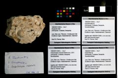 Foto (Objekt + Etikett) von Goniodromites sp.  (NHMW-GEO-1990-0041-3308b)